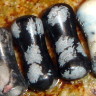stone